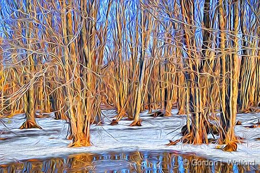 Frozen Swamp_P1000916.jpg - Photographed near Perth, Ontario, Canada.